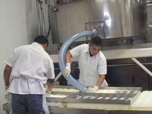 cheesemaking at Cowgirl